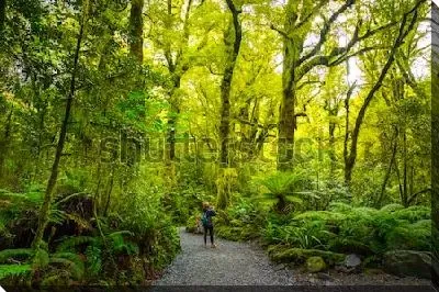 Постер Путешественник в густом лесу с высокими древовидными папоротниками в Национальном парке Милфорд-Саунд (Новая Зеландия)