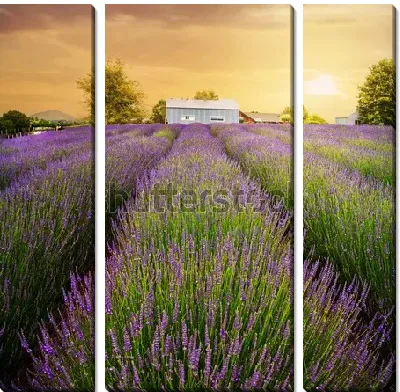Модульная картина Волшебный пейзаж с золотым закатом над лавандовыми полями на Северном Острове Новой Зеландии