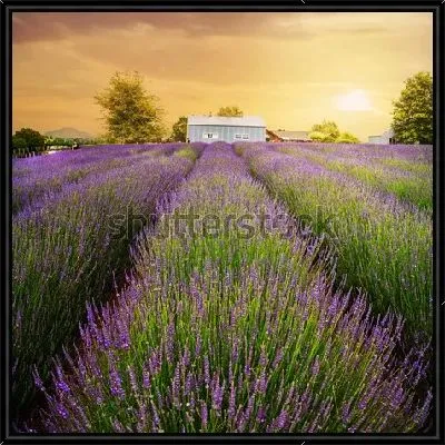 Волшебный пейзаж с золотым закатом над лавандовыми полями на Северном Острове Новой Зеландии