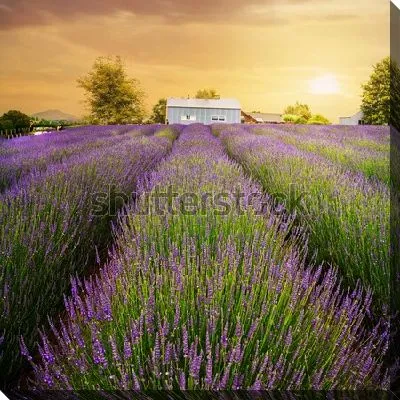 Волшебный пейзаж с золотым закатом над лавандовыми полями на Северном Острове Новой Зеландии