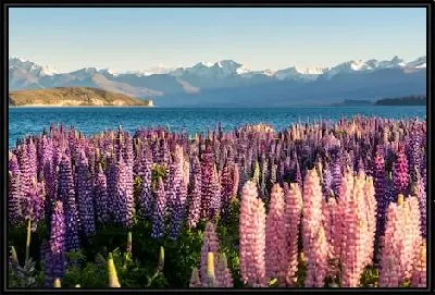 Весенний пейзаж с прекрасными люпинами на берегу озера Текапо на фоне великолепных гор (Новая Зеландия)