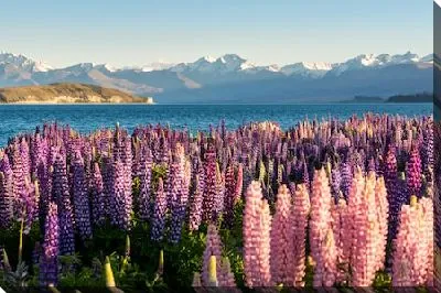 Весенний пейзаж с прекрасными люпинами на берегу озера Текапо на фоне великолепных гор (Новая Зеландия)