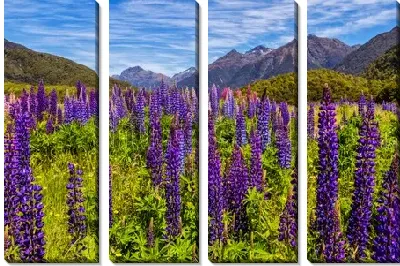 Модульная картина Весеннее поле сине-сиреневых люпинов на фоне красивых горных вершин Южных Альп в Новой Зеландии