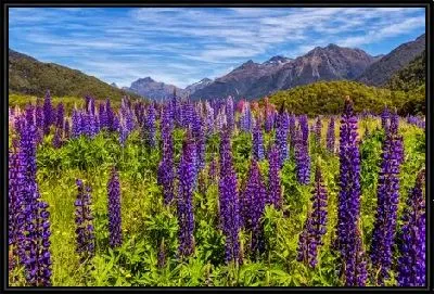 Весеннее поле сине-сиреневых люпинов на фоне красивых горных вершин Южных Альп в Новой Зеландии