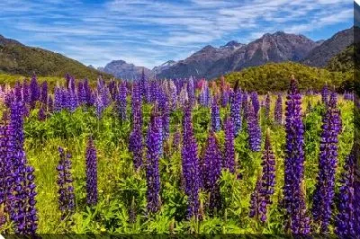 Весеннее поле сине-сиреневых люпинов на фоне красивых горных вершин Южных Альп в Новой Зеландии