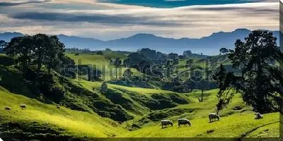 Постер Прекрасный атмосферный пейзаж Новой Зеландии с зелёными холмами на фоне гор и пасущимися овцами