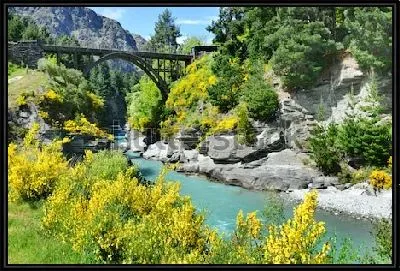 Картина Весенний пейзаж с цветущими кустарниками на скалистых берегах узкого каньона и старинным деревянным мостом через реку Шотовер (Квинстаун, Новая Зеландия)