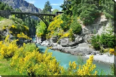 Картина маслом Весенний пейзаж с цветущими кустарниками на скалистых берегах узкого каньона и старинным деревянным мостом через реку Шотовер (Квинстаун, Новая Зеландия)