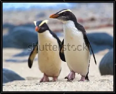 Хохлатые пингвины на побережье Новой Зеландии