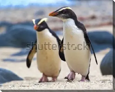 Хохлатые пингвины на побережье Новой Зеландии