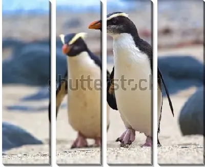 Хохлатые пингвины на побережье Новой Зеландии