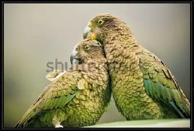 Картина Горные попугаи Кеа - обитатели Южного Острова Новой Зеландии