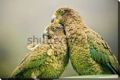 Постер Горные попугаи Кеа - обитатели Южного Острова Новой Зеландии