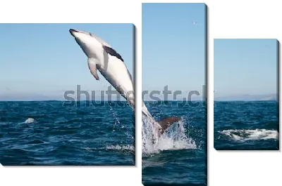 Прыжок дельфина из глубоких вод океана