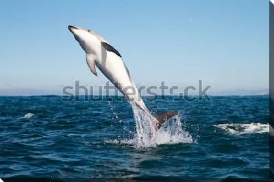 Прыжок дельфина из глубоких вод океана