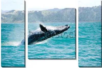 Модульная картина Горбатый кит выпрыгивает спиной из воды на фоне красивых горных хребтов