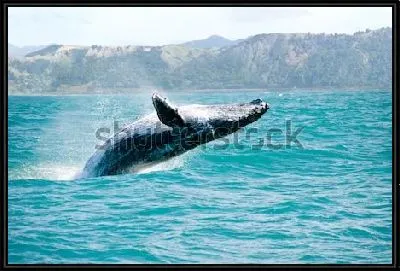 Горбатый кит выпрыгивает спиной из воды на фоне красивых горных хребтов