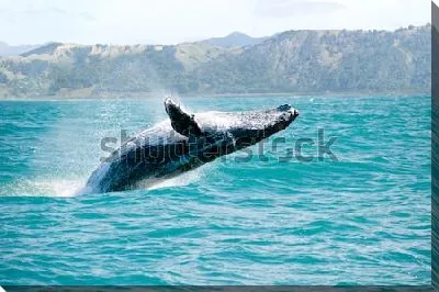 Горбатый кит выпрыгивает спиной из воды на фоне красивых горных хребтов