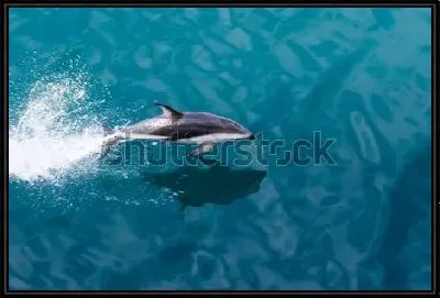 Картина Игривый дельфин выпрыгивает из воды в океане