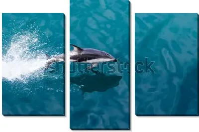 Игривый дельфин выпрыгивает из воды в океане