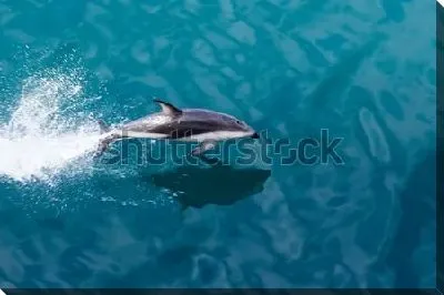 Игривый дельфин выпрыгивает из воды в океане