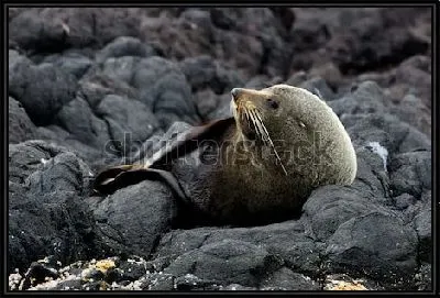 Морской котик нежится на скалистом берегу