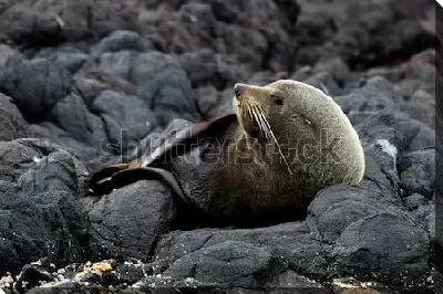 Морской котик нежится на скалистом берегу