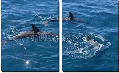 Модульная картина Три дельфина в море