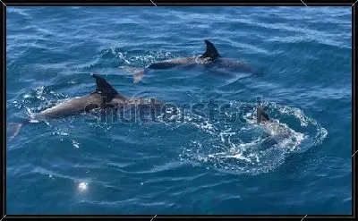 Картина Три дельфина в море