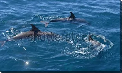 Три дельфина в море