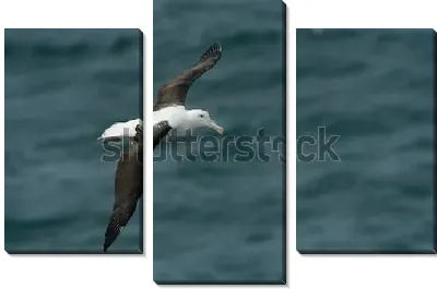 Модульная картина Королевский альбатрос летит над морем
