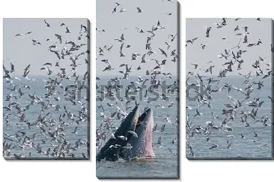 Модульная картина Динамичная сцена в море - стая чаек атакует горбатого кита