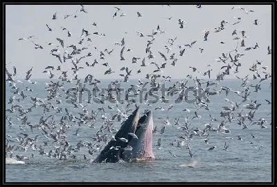 Картина Динамичная сцена в море - стая чаек атакует горбатого кита