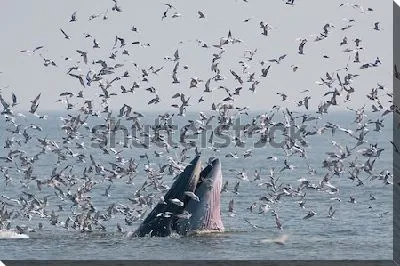 Динамичная сцена в море - стая чаек атакует горбатого кита