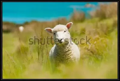 Трогательный портрет овечки в поле