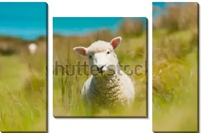 Трогательный портрет овечки в поле