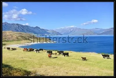 Картина Красивый атмосферный пейзаж с пасущимися коровами на берегу озера Ванака на фоне величественных гор (Новая Зеландия)