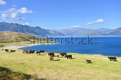 Плакат Красивый атмосферный пейзаж с пасущимися коровами на берегу озера Ванака на фоне величественных гор (Новая Зеландия)