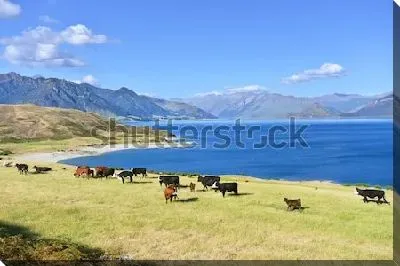 Постер Красивый атмосферный пейзаж с пасущимися коровами на берегу озера Ванака на фоне величественных гор (Новая Зеландия)