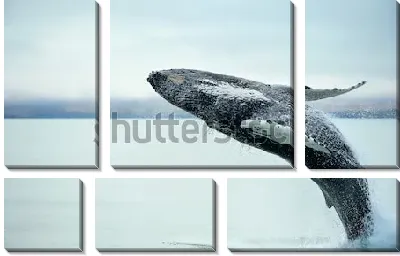 Модульная картина Горбатый кит резвится в море