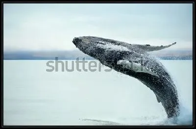 Картина Горбатый кит резвится в море