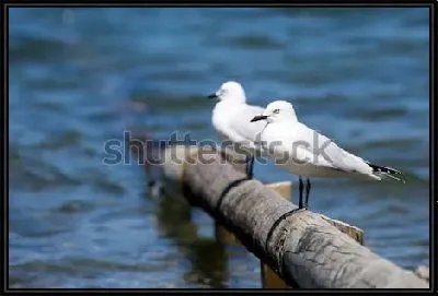 Две чайки сидят на деревянной перекладине в море