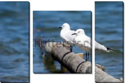 Две чайки сидят на деревянной перекладине в море