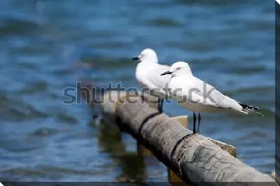 Две чайки сидят на деревянной перекладине в море