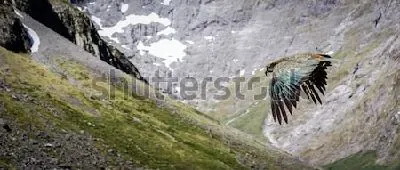 Плакат Прекрасный оливково-зелёный попугай Кеа в полёте среди скал Новой Зеландии