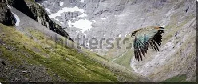 Постер Прекрасный оливково-зелёный попугай Кеа в полёте среди скал Новой Зеландии