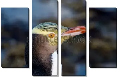 Модульная картина Портрет желтоглазого пингвина Новой Зеландии