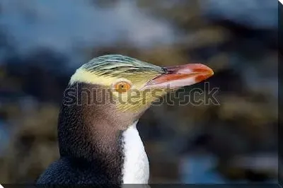 Постер Портрет желтоглазого пингвина Новой Зеландии