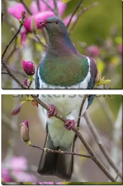 Модульная картина Вяхирь или дикий лесной голубь на ветке цветущей розовой магнолии