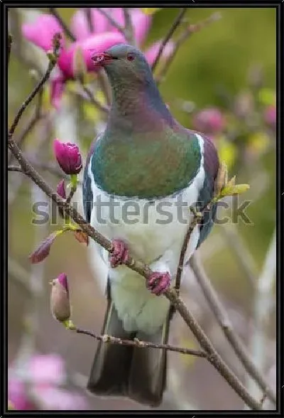 Картина Вяхирь или дикий лесной голубь на ветке цветущей розовой магнолии